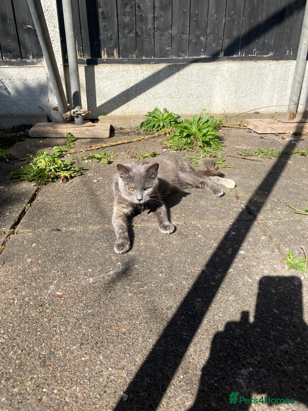 Domestic Shorthair cats for sale: Bisk , Cali & Scottie  - Image 3