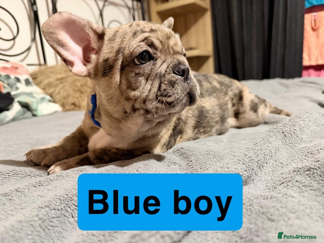 French Bulldog dogs for sale: Adorable French Bulldog puppies  - Advert 22