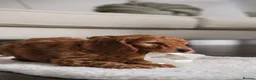 Cockapoo dogs for sale: Deep red F1b miniature Cockapoo girls  in Grantham - Advert 16
