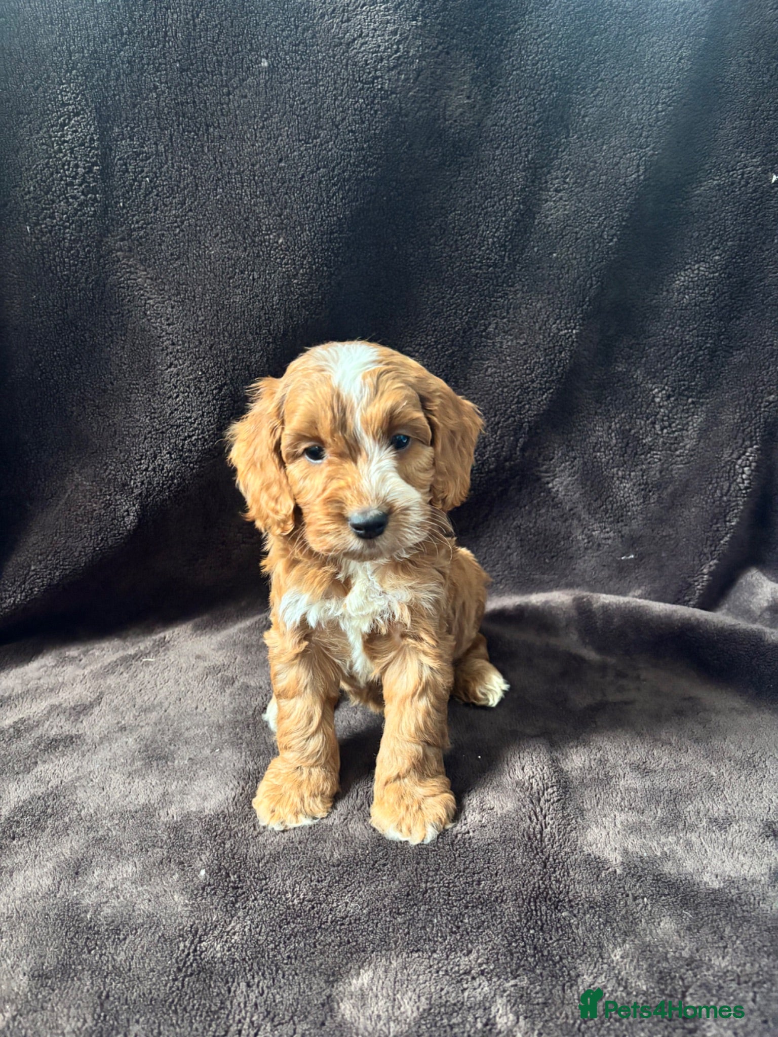 Cockapoo dogs Beautiful F1 Show Cockapoos 🥰❤️‍🔥 - Advert 1