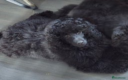 Miniature Poodle dogs for sale: 💚Exquisite black KC reg miniature poodle black in Chelmsford - Image 1