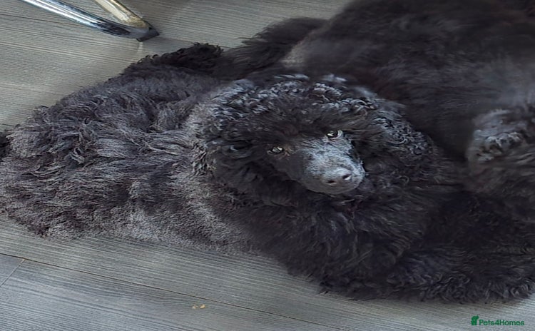 Miniature Poodle dogs in Chelmsford - Advert 4