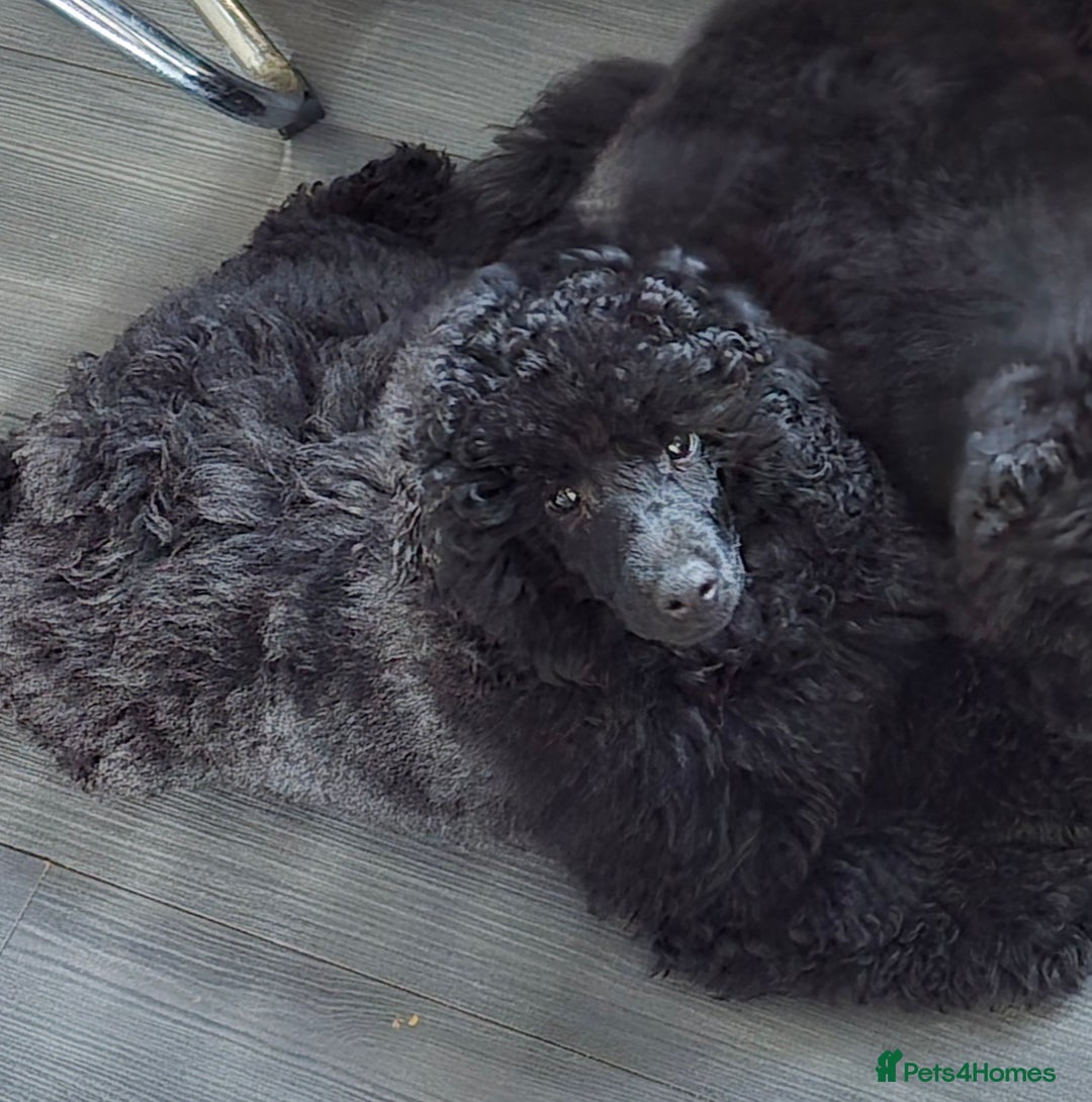 Miniature Poodle dogs for sale: 💚Exquisite black KC reg miniature poodle black in Chelmsford - Image 1