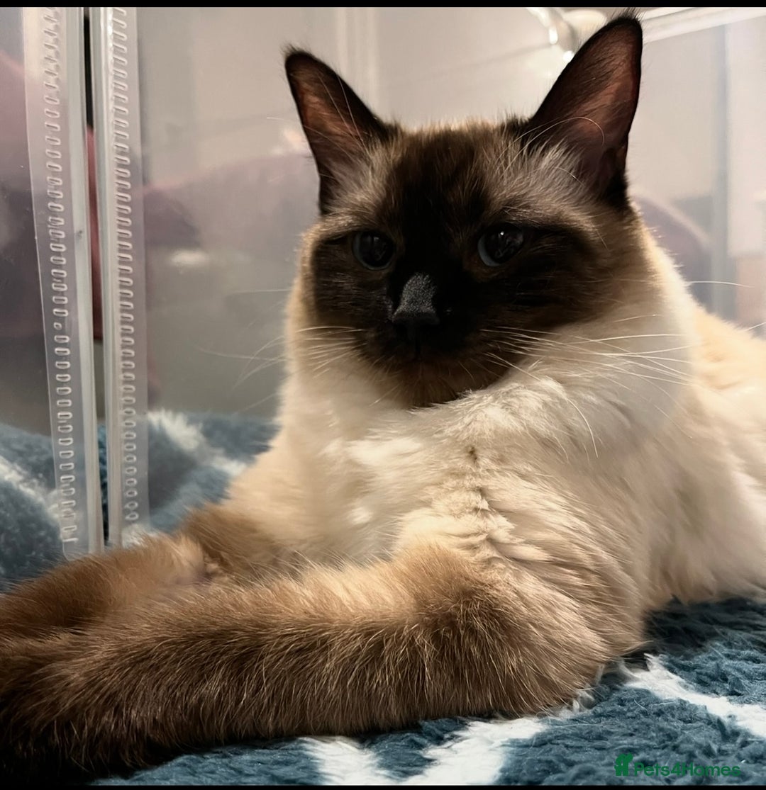 Ragdoll cats for sale: Cuddly tame purebred ragdoll kittens - Advert 2