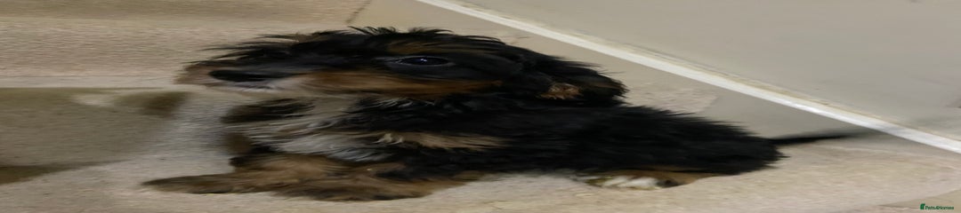 Cockapoo Puppy 2