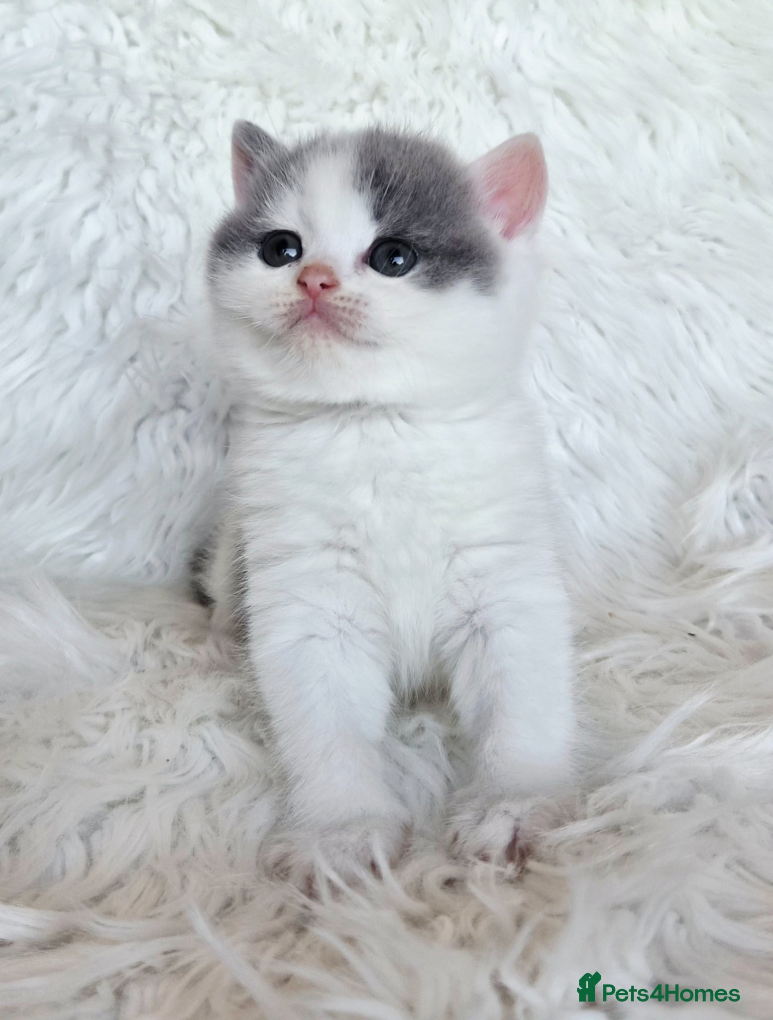 British Shorthair cats Stunning British shorthair kittens  - Advert 1