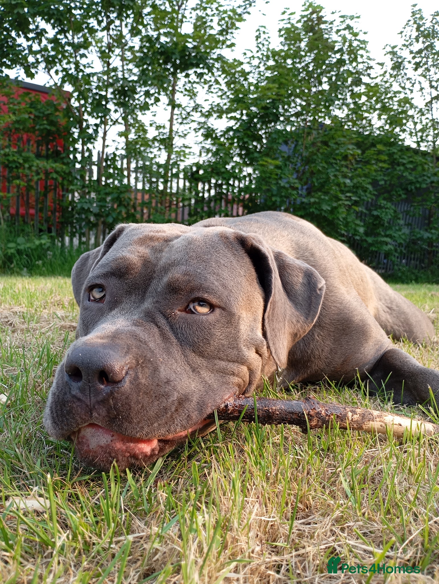 Bandog dogs Amber is looking for a loving home sweet home♥️ - Advert 2