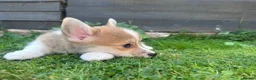 Welsh Corgi Pembroke dogs for sale: REDUCED — Fully Vaccinated Pembroke Welsh Corgi   - Advert 12