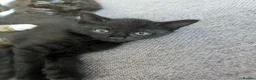 Mixed Breed cats for sale: 4 beautiful kittens ready to go in Braintree - Advert 3