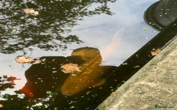Koi Carp fish for sale: 3 Koi fish for sale - Image 1