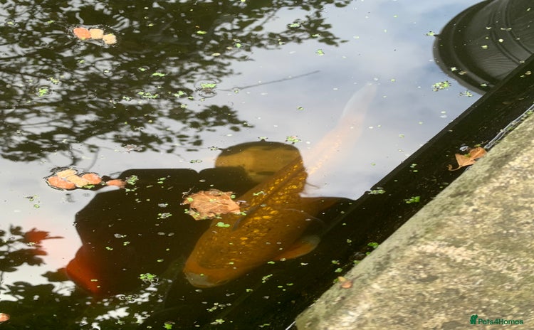 Koi Carp fish - Advert 2