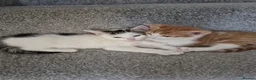 Mixed Breed cats for sale: 🐾 Beautiful Kittens Looking for Loving Homes in Basingstoke - Advert 7