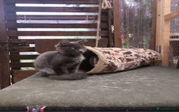 Maine Coon cats for sale: Maicoon  - Image 9