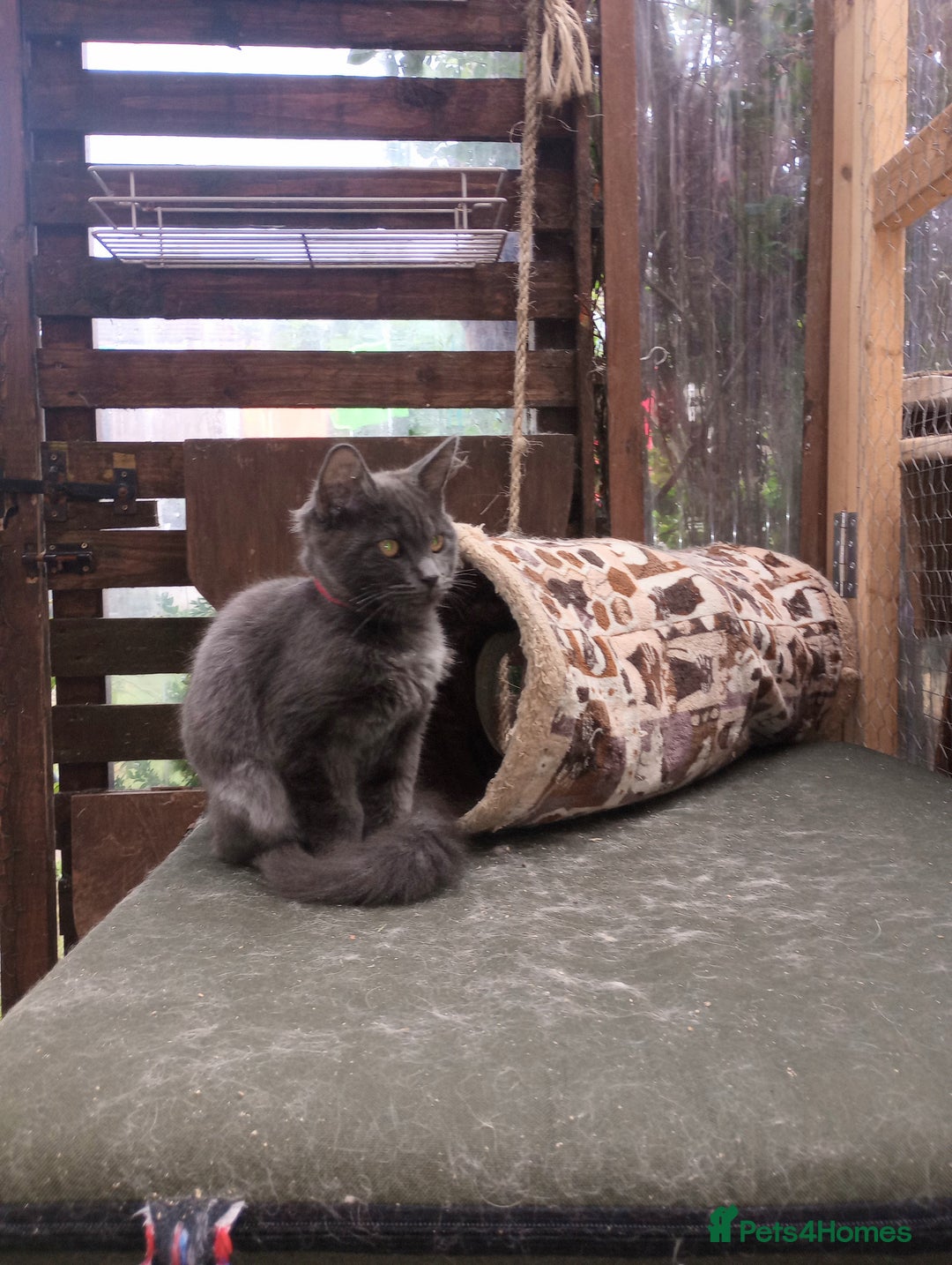 Maine Coon cats for sale: Maicoon  - Image 9