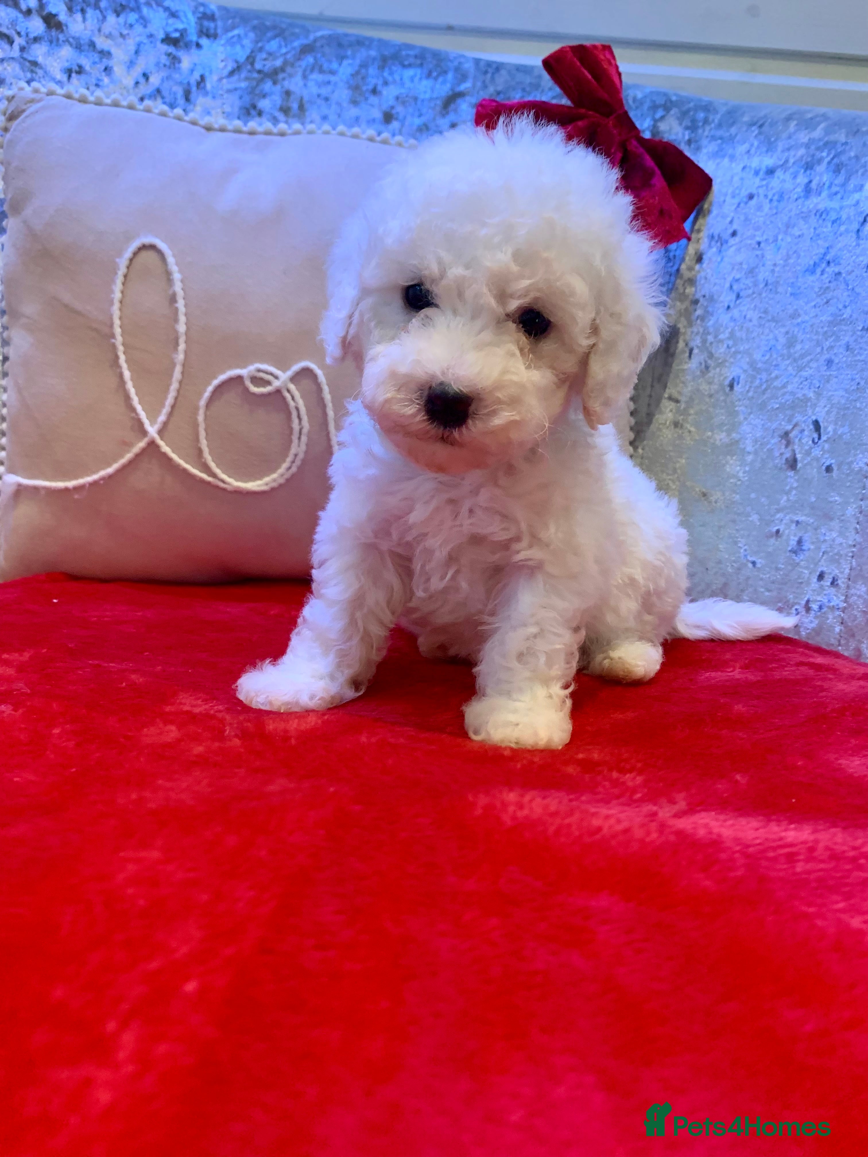 Toy Poodle dogs Beautiful healthy poodle puppies ready now ✨🐩 - Advert 1