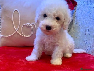 Toy Poodle dogs Beautiful healthy poodle puppies ready now ✨🐩 - Advert 5