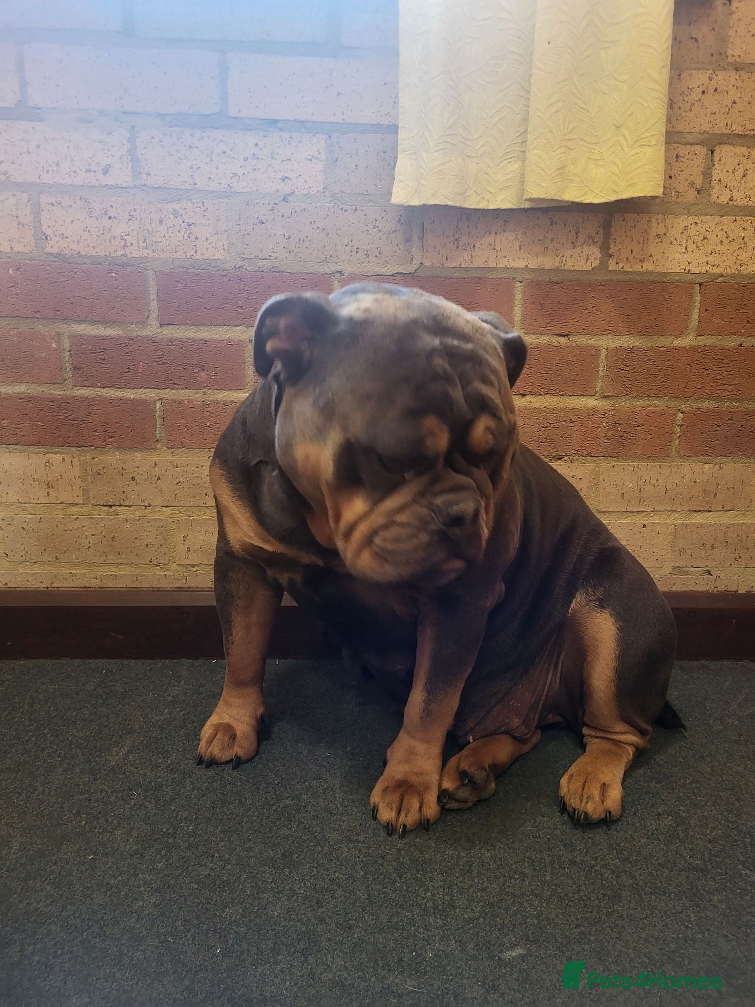 Olde English Bulldogge dogs Olde English Bulldogge male and female - Advert 10