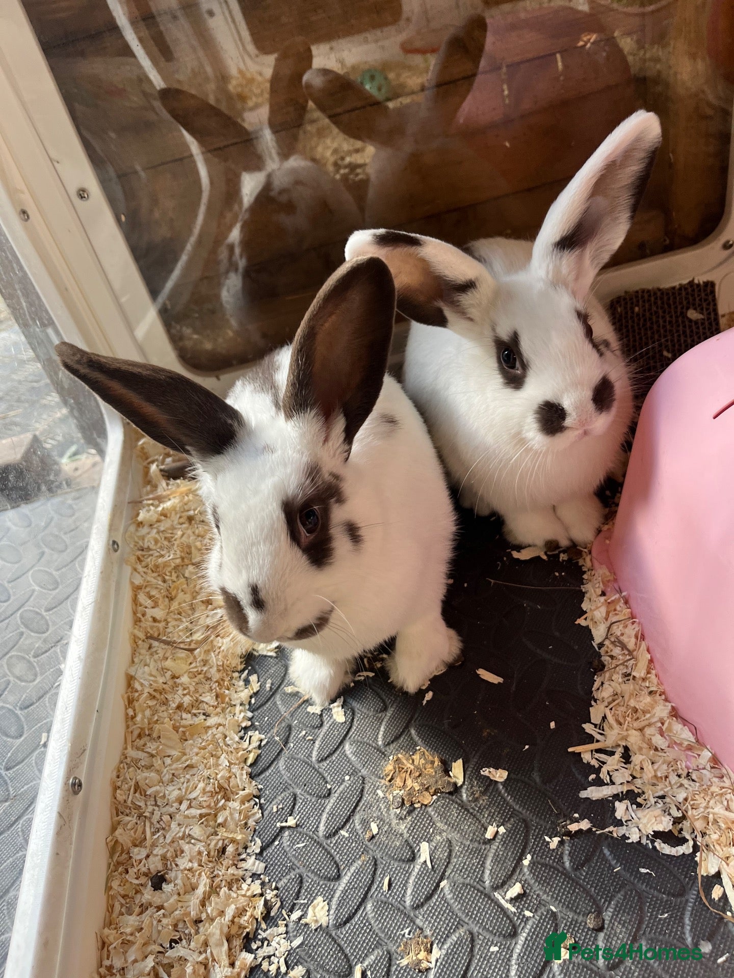 Mixed Breed rabbits Mini lop cross English spot baby bunnies  - Advert 16