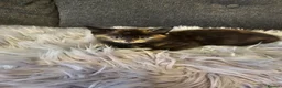 Mixed Breed cats for sale: Cute kittens in Leeds - Advert 11