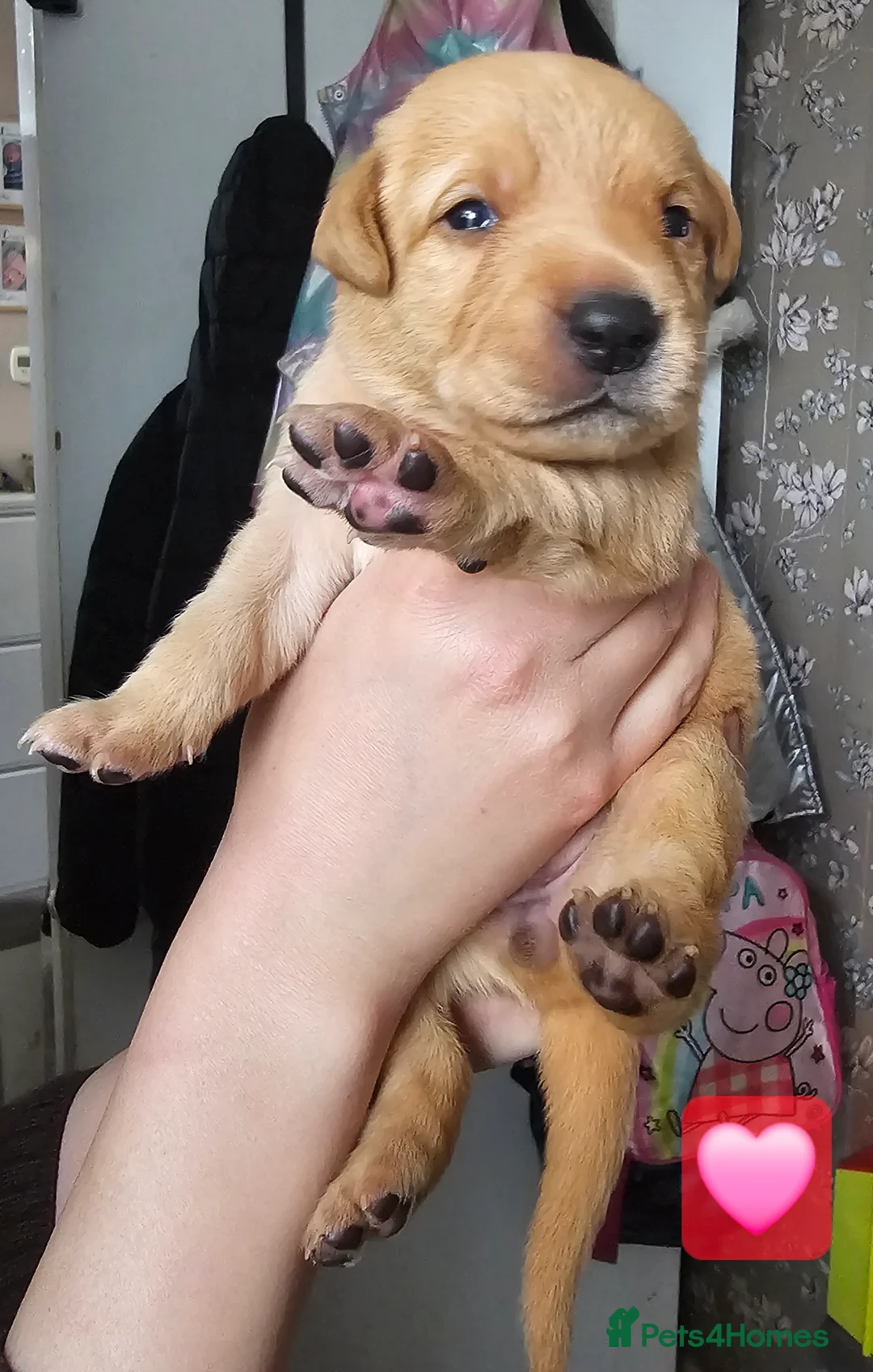 Labrador Retriever dogs for sale: Labrador Retriever Puppies🐶🐾 - Advert 2