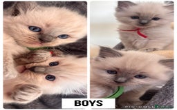 Ragdoll cats for sale: Ragdoll kittens (2 boys and 2 girls)  - Image 3