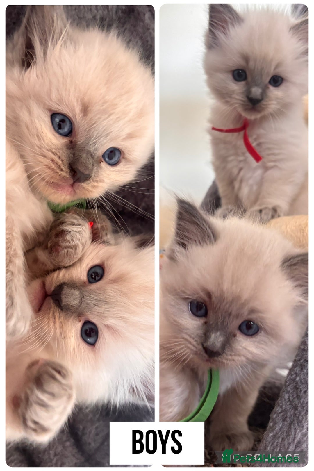 Ragdoll cats for sale: Ragdoll kittens (2 boys and 2 girls)  - Image 3
