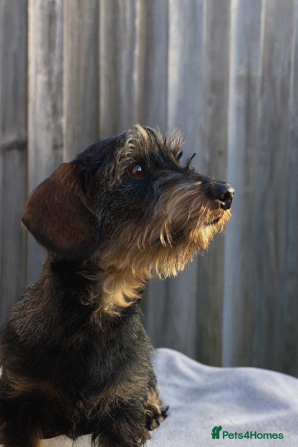 Miniature Dachshund dogs KC Miniature Wirehaired Dachshund ready now - Advert 4
