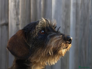 Miniature Dachshund dogs KC Miniature Wirehaired Dachshund ready now - Advert 6