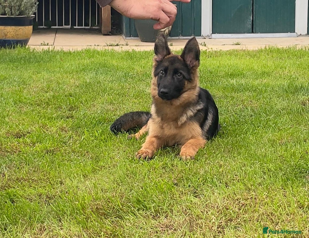 German Shepherd dogs for sale: New Home ASAP – 5-Month-Old German Shepherd  - Image 2