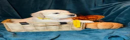 Golden Retriever dogs for sale: KC Registered Golden Retriever Puppies - Advert 17