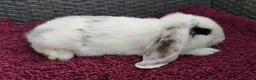 Mini Lop rabbits for sale: Cute French x Mini Lop Ready to Go!!! - Advert 12