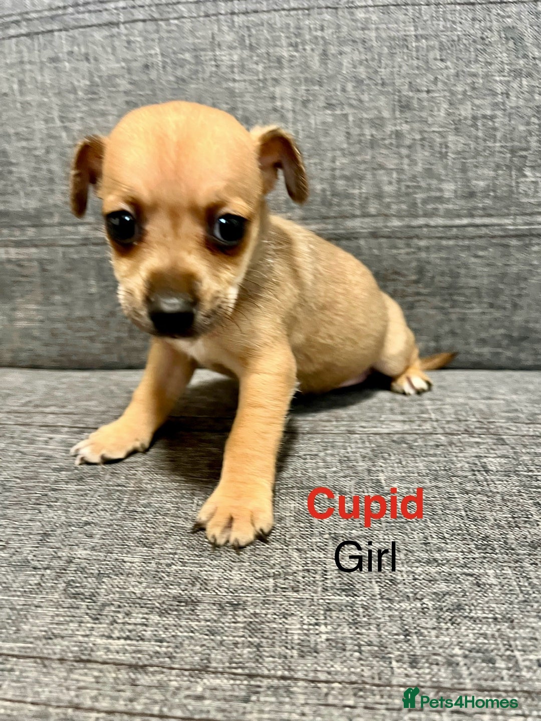 Jack Russell dogs for sale: Jack russel puppies for sale  - Advert 9