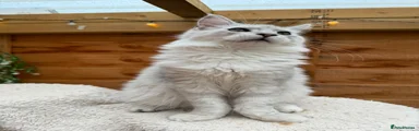 Maine Coon 4