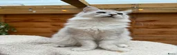 Maine Coon cats for sale: BLUE SILVER SHADED TICA REGISTERED  - Advert 13