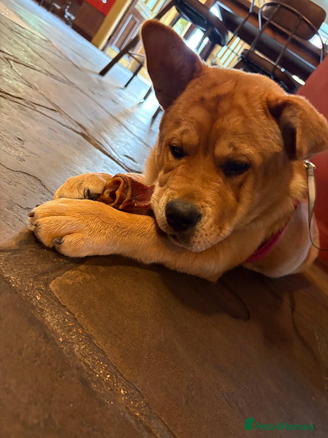 Mixed Breed dogs for sale: Chow Chow X Rottweiler  - Image 1