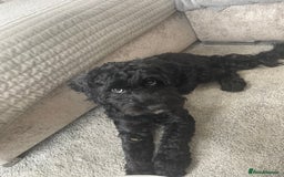 Cockapoo dogs for sale: Cockapoo 10 months old Puppy - Image 2