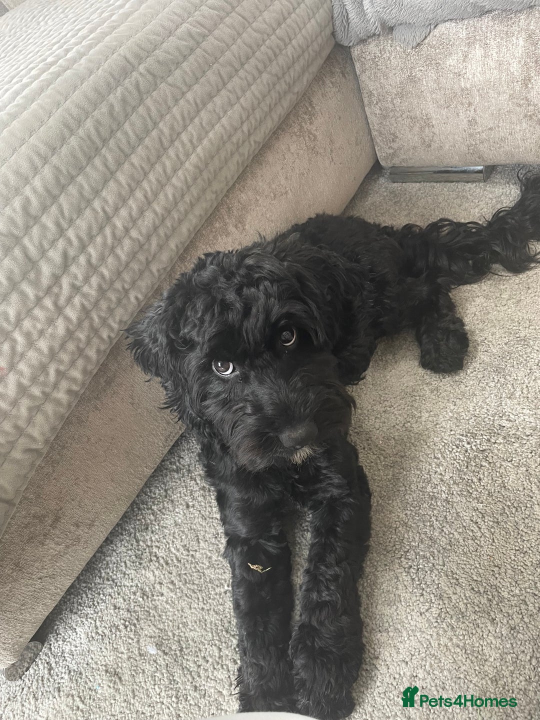 Cockapoo dogs for sale: Cockapoo 10 months old Puppy - Image 2