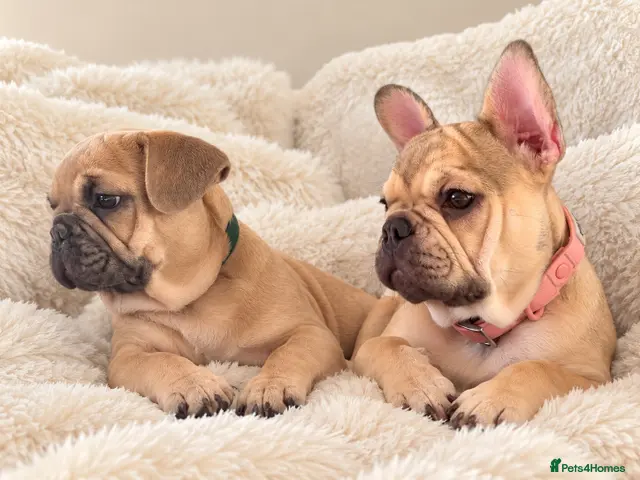 French Bulldog dogs for sale: 🩷💙Fully vaccinated KC registered pups 🐾 - Advert 14