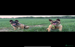 Mixed Breed dogs for sale: Stunning Belgium malinois  - Image 8