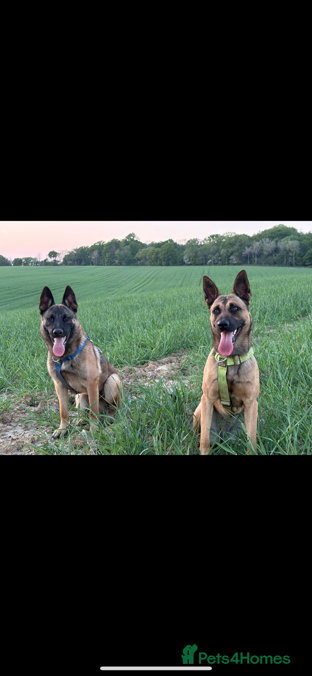 Mixed Breed dogs for sale: Stunning Belgium malinois  - Image 8
