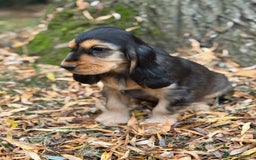 Cocker Spaniel dogs for sale: TRUE SHOW TYPE HEALTH TESTED SHOW TYPE  - Image 4