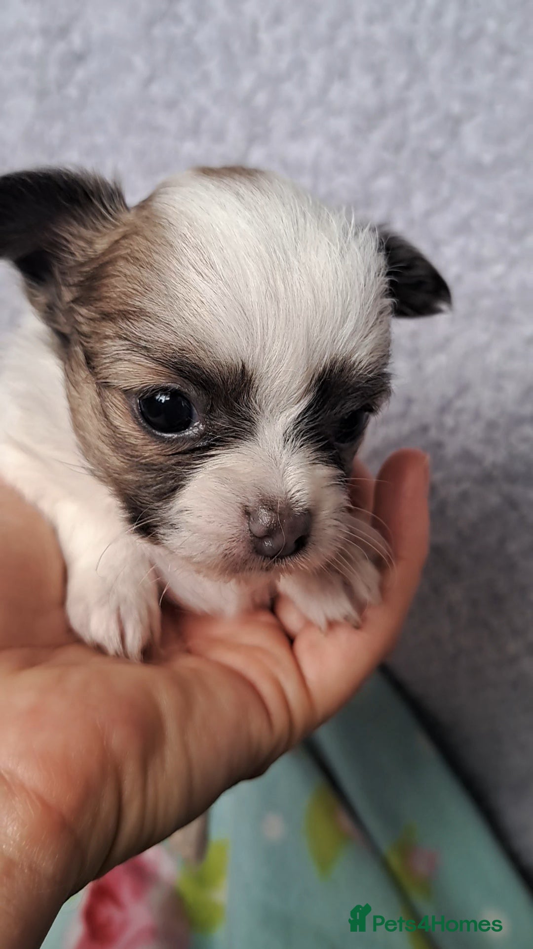 Chihuahua dogs for sale: Long Coat Chihuahua puppies - Image 17