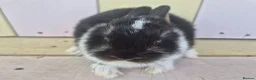 Netherland Dwarf rabbits for sale: 💜 PRETTIEST COLOURED NETHERLAND DWARF BABIES 💜 - Advert 22