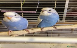 Cockatiels birds for sale: 5* Rehoming of all birds  - Image 2