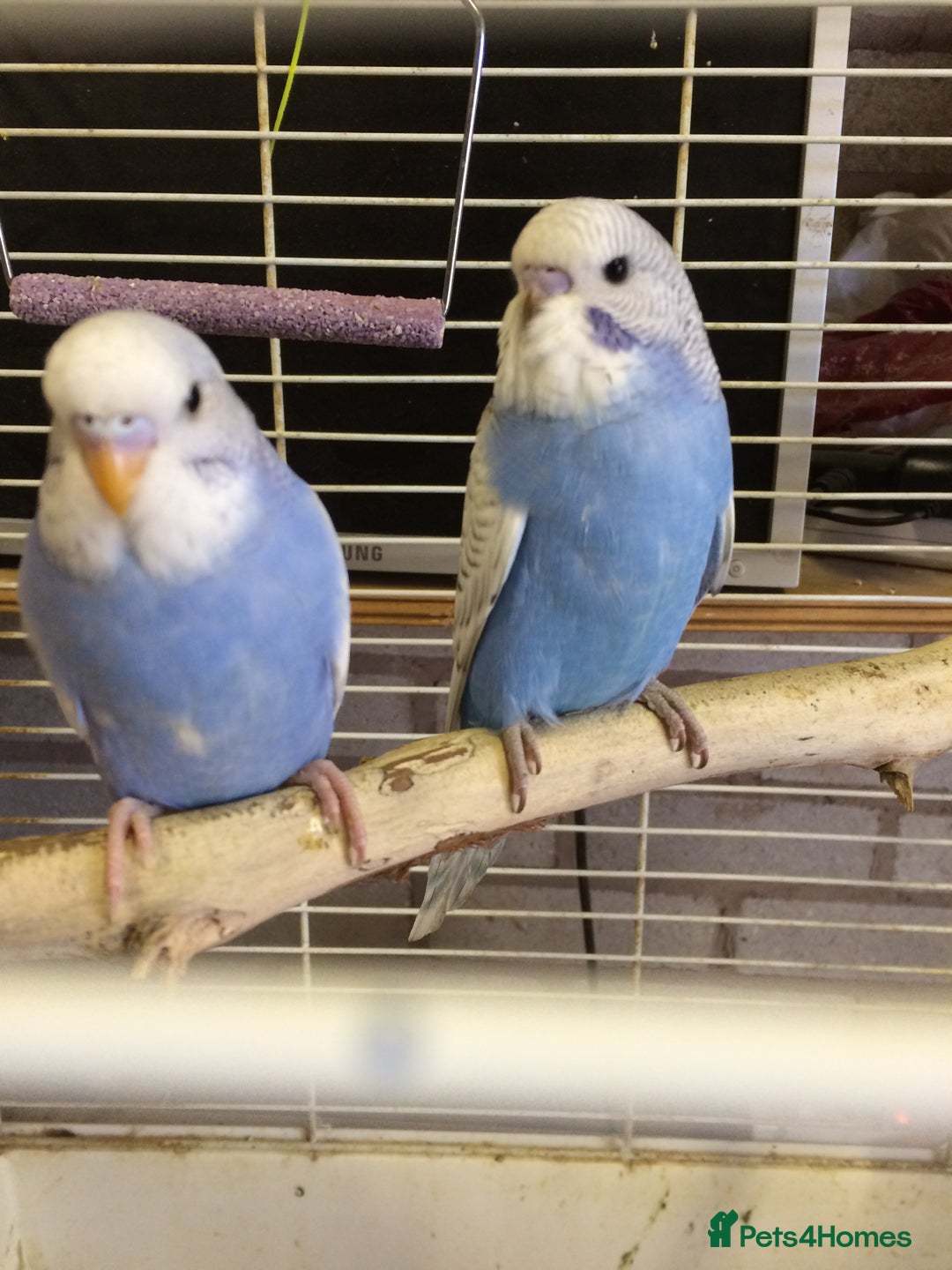 Cockatiels birds for sale: 5* Rehoming of all birds  - Image 2