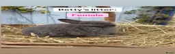 Netherland Dwarf rabbits for sale: Netherland Dwarf Baby Rabbits - Advert 8