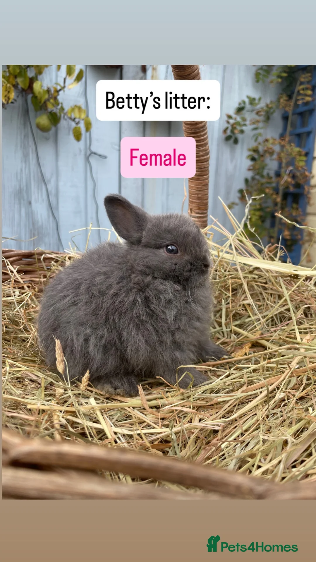 Netherland Dwarf rabbits for sale: Netherland Dwarf Baby Rabbits - Advert 8