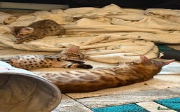 Bengal cats for sale: Registered bengal kittens - Image 10