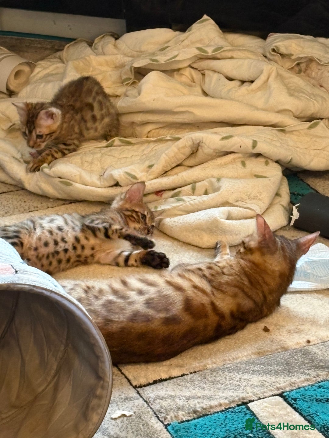 Bengal cats for sale: Registered bengal kittens - Image 10