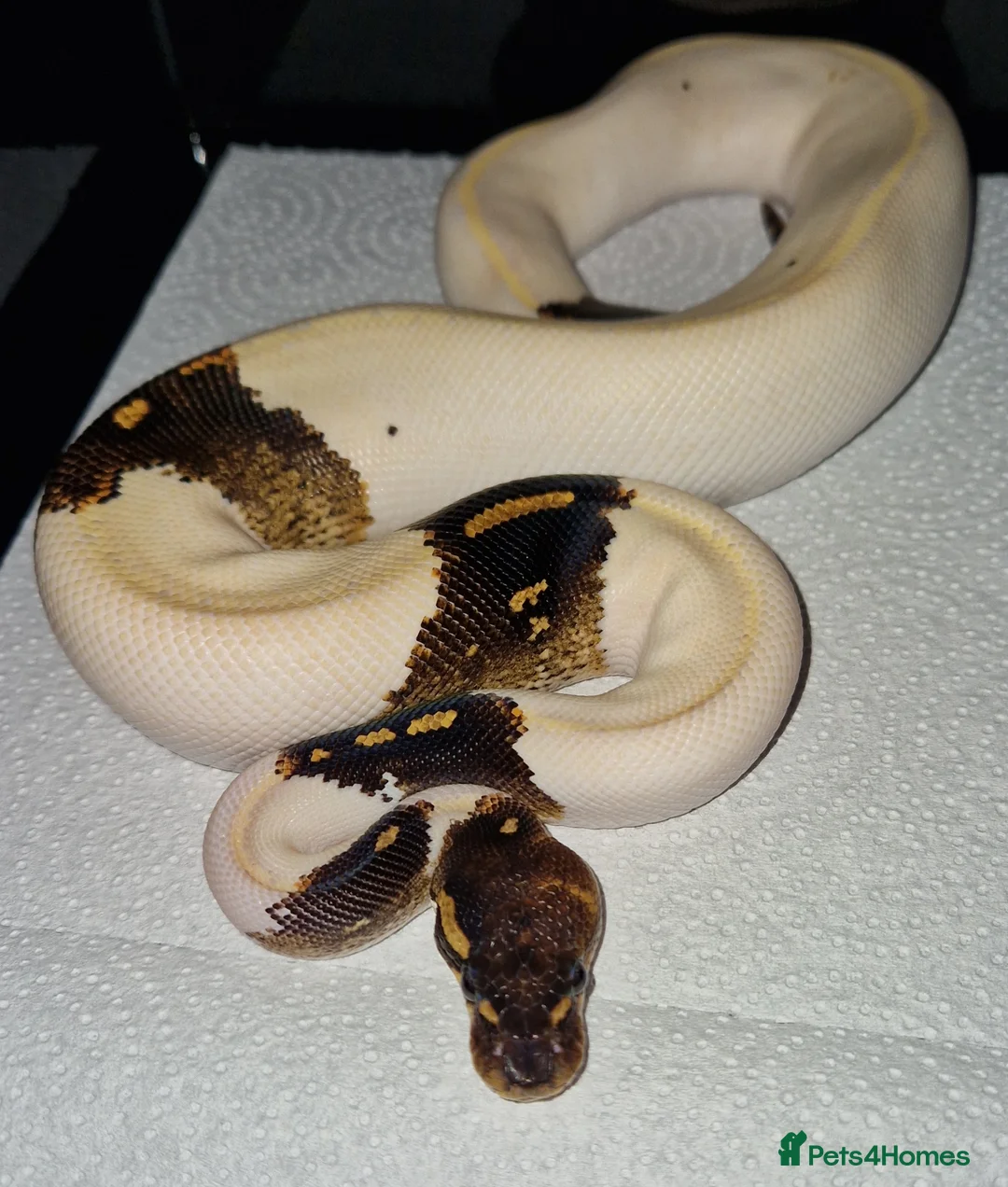Python Snake reptiles for sale: Blackhead Ivory Paradox (super goblin) Ball Python - Advert 3